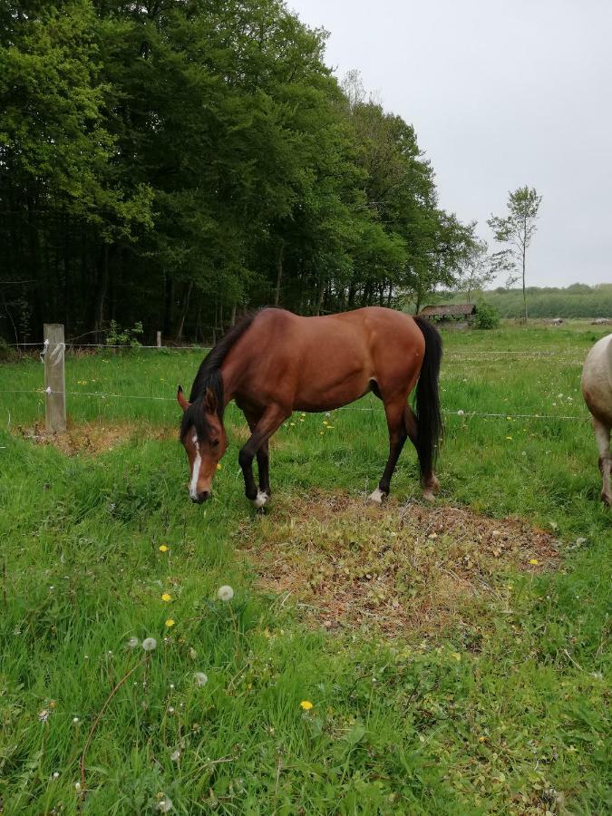 斯文堡Tankefuld Living'S Horsefarm公寓 外观 照片